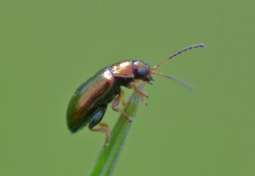 Crepidodera sp.
